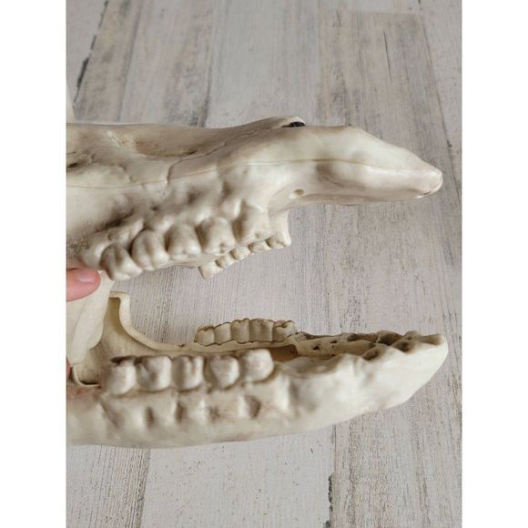 Crazy bonez unicorn head skeleton scary Halloween prop decor - Picture 11 of 13